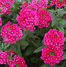 24 Plantes Qui Poussent Dans Votre Jardin Sans Eau Ou Presque Idees De Jardin Fleur Jardins Fleurs Vivaces