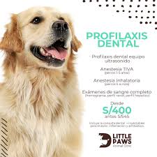 Dr. Augusto Baldoceda - Dermatología Veterinaria