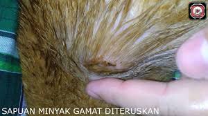 Untuk menghilangkan atau mengatasi gangguan seperti di atas, anda cukup menggosokan pada baagian yang sakit saja, lakukan perawatan sebanyak 3 kali dalam sehari. Minyak Gamat Eco Rm2 10 Vs Luka Kucing Ada Kesan Ke Youtube