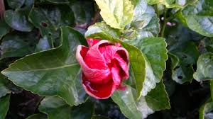 Image result for Hibiscus malacospermus