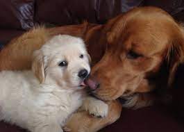 Are golden retrievers good guard dogs? Golden Retriever Puppies Syracuse Ny L2sanpiero