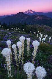 Just as important is choosing the right florist and wild poppy florist is ready to help you! Flowers And Garden Ideas Wildflowers Point The Way To Oregon S Mt Jefferson Holiday Bouquet By La Flowers Tn Leading Flowers Magazine Daily Beautiful Flowers For All Occasions