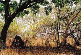 Image result for Crepidorhopalon parviflorus