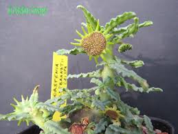 Image result for Newtonia hildebrandtii