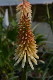 Image result for Kniphofia