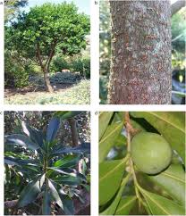 Image result for Faroa salutaris