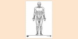 Search through 623,989 free printable colorings at getcolorings. Free Anatomy And Physiology Colouring Page Teacher Made