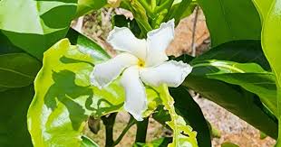 Image result for Tabernaemontana odoratissima