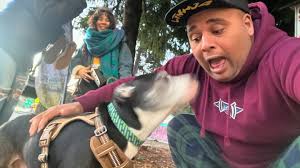 Got to chill wit Oscar yesterday. He's from Eugene. He and his mom and  friends went partying last night. He a good boy! #dogs #ilovedogs  #dogsofinsta #dogsinseattle #westcoastdogs #skatedogs #dog #furbabies  #youlovedogs