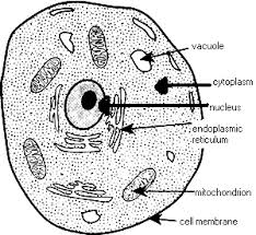 Maybe you would like to learn more about one of these? The Incredible Animal Cell Gracie S Cloud