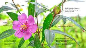 Image result for Melastomataceae