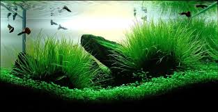 Image result for Blyxa