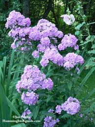 Cuba center will also provide lots of advice. Phlox For Hummingbirds A Must To Attract Hummingbirds To Your Garden
