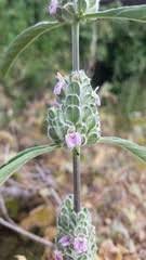 Image result for Meiosperma