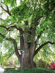 Without much more information to go on, i wonder if weather conditions (such as extremes in. Tales From The Magic Skagit A Tulip Poplar Grows In Mount Vernon Pt 2 Meyer Sign