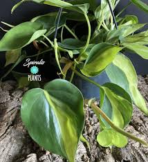 It is one of the very few plants to actually generate heat by using stored starches in its roots. Aroids Araceae Spiralis Plants Online House Plants Uk
