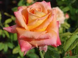 Dunbanville Flame Hybrid Tea Roses Rose Peach Roses