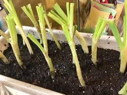 People who cook with green onions or scallions generally cut off the root end before using the remaining green stalks for cooking or garnishing. Growing Green Onions From Scraps Is So Easy Even For A Plant Killer Like Me How To In The Comments Frugal