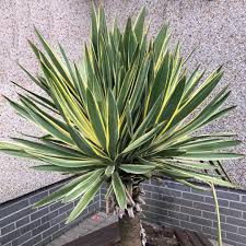 Image result for Yucca gloriosa