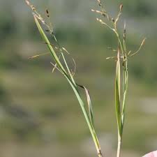 Image result for Scleria arcuata