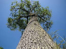 Generally, brazil nut trees are not cultivated owing to its complicated fruit. Brazil Nut Diseases And Pests Description Uses Propagation