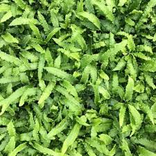Image result for Asplenium buettneri