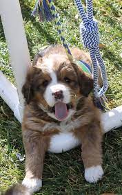 Some breeders have high prices due to their quality facilities. Bernedoodle Puppy Pricing Rocky Mountain Bernedoodles