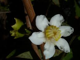 Image result for Bellucia pentamera