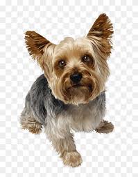 We did not find results for: Black And Tan Yorkshire Terrier Digital Painting Yorkshire Terrier Miniature Schnauzer Puppy Purebred Dog 3d Dog Animals Carnivoran Toy Dog Png Pngwing