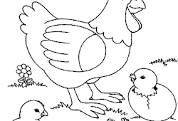 Ayam yang satu ini memang merupakan ayam laga yang hebat, dan jarang sekali mengalami kekalahan. 40 Gambar Mewarnai Ayam Bertelur Terbaik Kumpulan Gambar Mewarnai