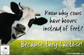 Cow Jokes Cow Animals Large Dogs