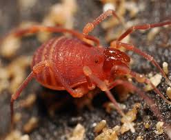 Image result for Smithia elliotii