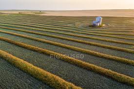 Mark's work wearhouse calgary, alberta 33.7 miles from blackie, ab. Aerial View Of Canola Harvest Lines Glowing At Sunset Blackie Alberta Canada Countryside Plants Stock Photo 196860160
