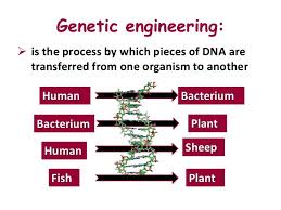 Genetic Engineering Genetic Engineering Genetics Engineering