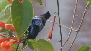 We did not find results for: Peaceful Sound Of Black Sparrow For Relaxation 1080p Hd Youtube