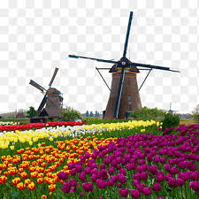 Kinderdijk is easily reachable by car and there is a parking space with surveillance near the windmills. Kinderdijk Windmill Graphy Watermill Beautiful Tulip Flowers Flower Tulips Png Pngegg