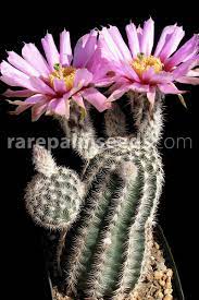This is a relatively low maintenance plant, and should never be pruned except to remove any dieback, as it tends not to take pruning well. Echinocereus Reichenbachii Subsp Fitchii Black Lace Cactus Buy Seeds At Rarepalmseeds Com