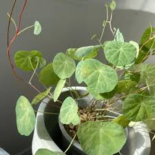 Image result for Stephania abyssinica