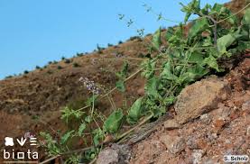 Image result for Commicarpus helenae