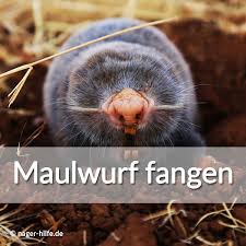 So Fangt Man Erfolgreich Einen Maulwurf Maulwurf Gefangen Maulwurf Im Garten