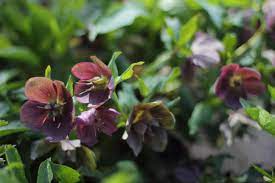 A long known great garden plant with good manners and a long flowering season, also makes a great cut flower! 15 Shade Loving Plants For Your Cutting Garden Lovenfresh