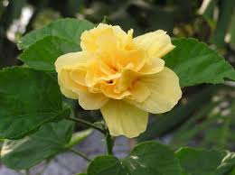 Find & download free graphic resources for bunga raya. The Reader