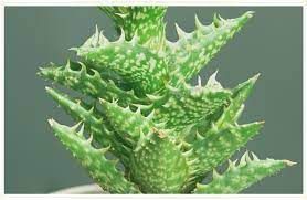 But then i planted it, and in just a week it was greening up (left) and now, a month later these pilosocereus photos show a nice clump of cacti i had that went through a particularly cold winter day. Aloe Vera Plant Care Guide Growing Info Tips Proflowers Blog
