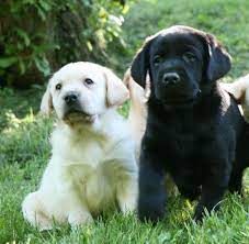 Healthy Yellow And Chocolate Labrador Retriever Puppies From Hidden Pond Labradors Labrador Retriever Labrador Breeders Labrador Retriever Funny