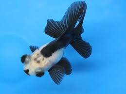 I loved them so much that for many years, i had only butterfly. Amazon Com Panda 3 Pack Live Sm Moor Goldfish For Aquarium Fish Tank Or Pond Pet Supplies