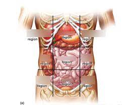 The human body can be like a map, with directions to find every part. Chap 1 Anatomy Body Regions And Quadrants Diagram Quizlet