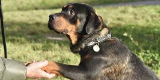 Find and adopt a pet on petfinder today. Pets Up For Adoption In Toronto Toronto Com