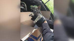 Kitten trapped inside engine of car saved | 11alive.com