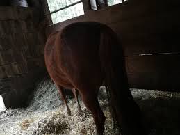 The licensed stallions achieved an average price of 91,632 euros at the stallion sales. Erfahrungen Wie Lange Ein Kastrierter Hengst Noch Erfolgreich Decken Kann Forum Pferd De