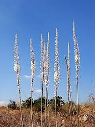 Image result for Drimia calcarata